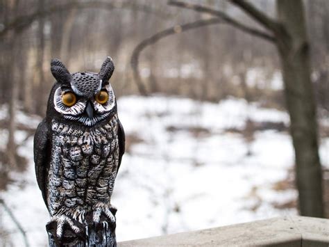 “Some commercially available decoy <b>owls</b> include moving parts and even speakers to produce sounds that can help scare <b>away</b> nuisance wildlife. . Do fake owls keep squirrels away